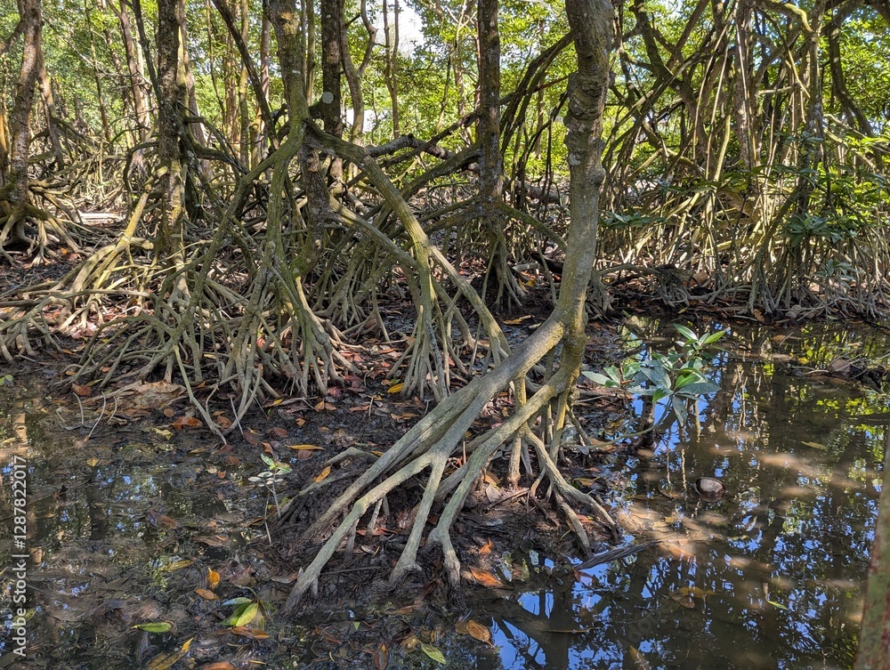 Above ground tangled roots in a mangrove forests Above ground tangled roots in a mangrove forests