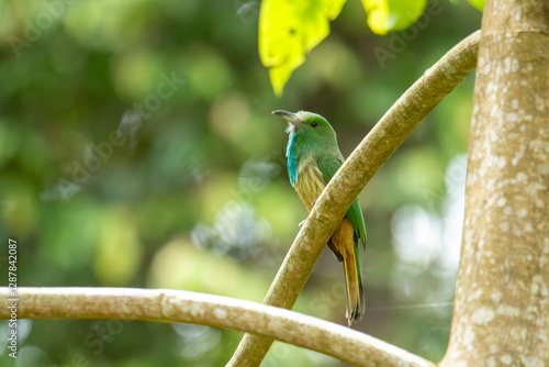 green parrot sitting on a branch