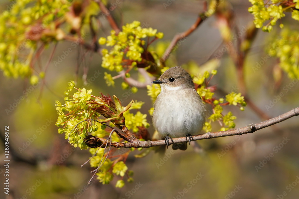 Obraz premium Ficedula hypoleuca. A female European pied flycatcher sits on a flowering tree. Song bird in the natural environment. Wildlife scene with a pied flycatcher 