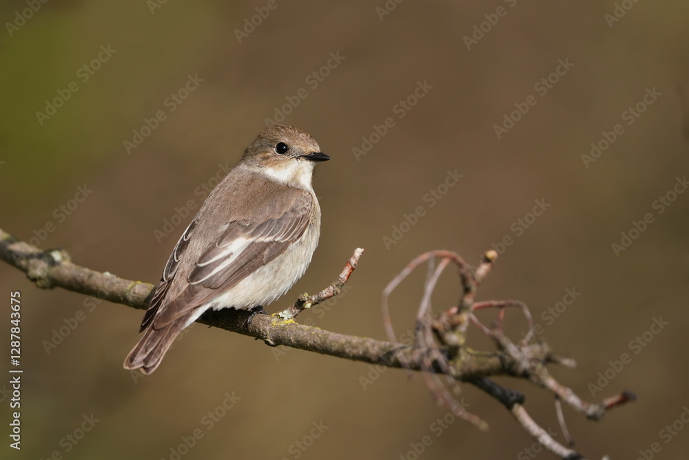 Ficedula hypoleuca. A female European pied flycatcher sits on the branch. Song bird in the natural environment. Wildlife scene with a pied flycatcher
Ficedula hypoleuca. A female European pied flycatcher sits on the branch. Song bird in the natural environment. Wildlife scene with a pied flycatcher