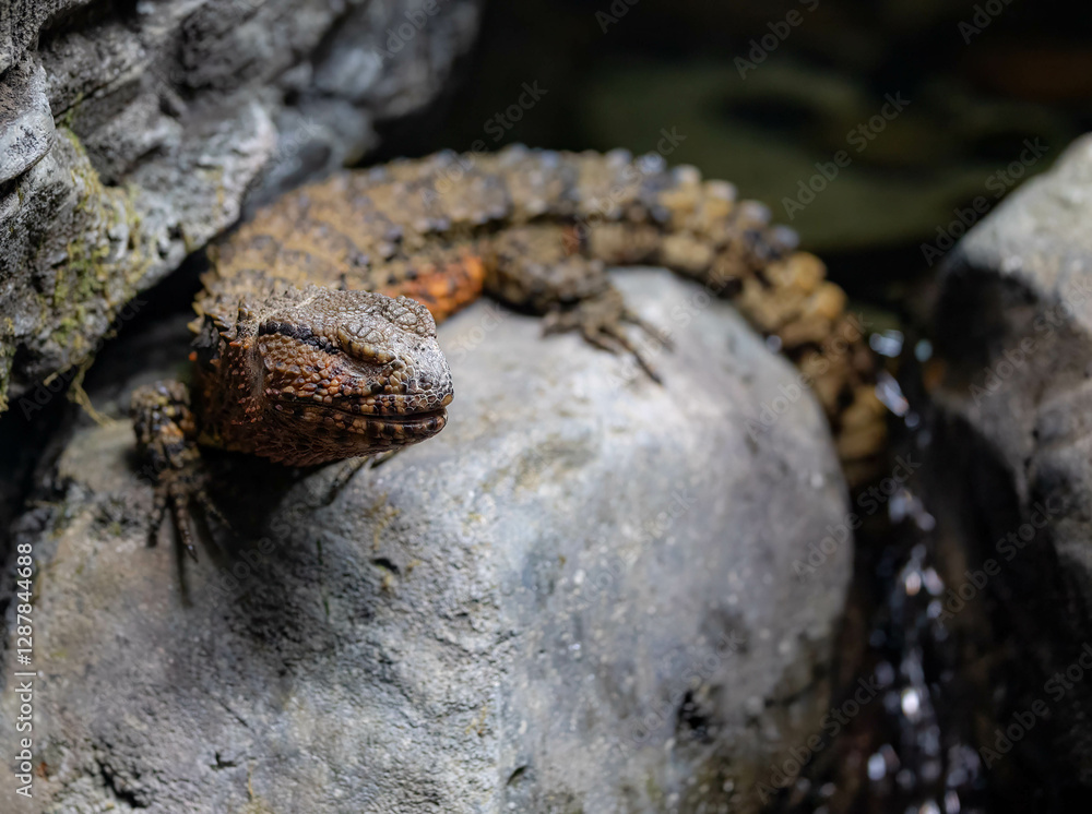 Blind red scaled lizard sitting on a rock Blind red scaled lizard sitting on a rock