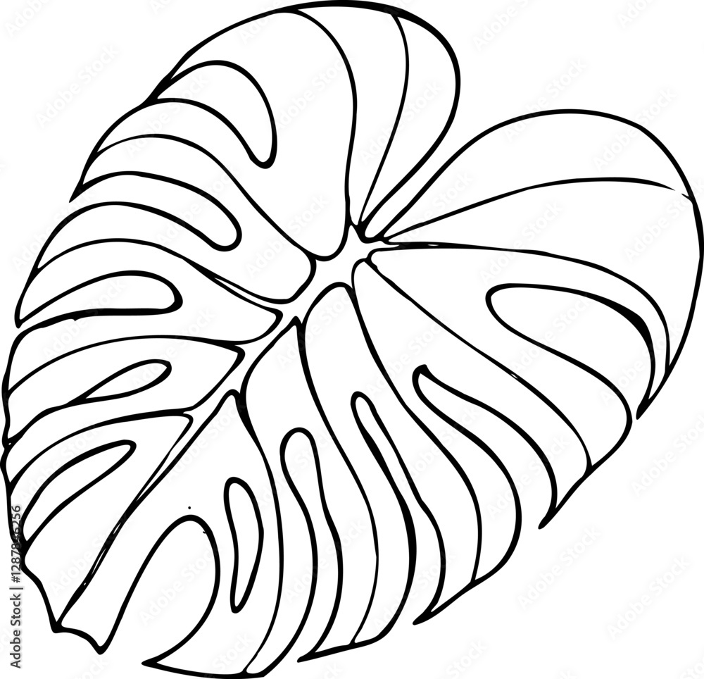 Vector line monstera leaf without stem isolated on a white background. Vector line monstera leaf without stem isolated on a white background.