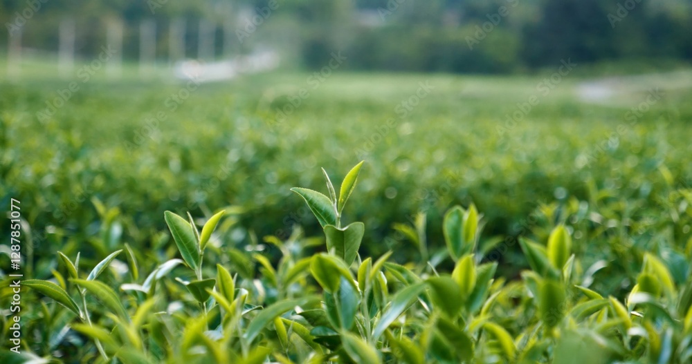 Green tea tree leaves field young tender bud herbal Green tea tree in camellia sinensis organic farm. Close up Fresh Tree tea plantations mountain green nature in herbal farm plant background morning Green tea tree leaves field young tender bud herbal Green tea tree in camellia sinensis organic farm. Close up Fresh Tree tea plantations mountain green nature in herbal farm plant background morning