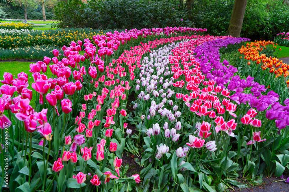Colorful growing red, pink, red, violet tulips flowerbed in spring formal garden Colorful growing red, pink, red, violet tulips flowerbed in spring formal garden