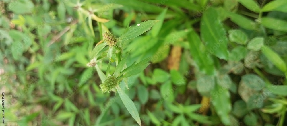 Green Wild Plant with Spiky Flower Head in Natural Habitat Green Wild Plant with Spiky Flower Head in Natural Habitat