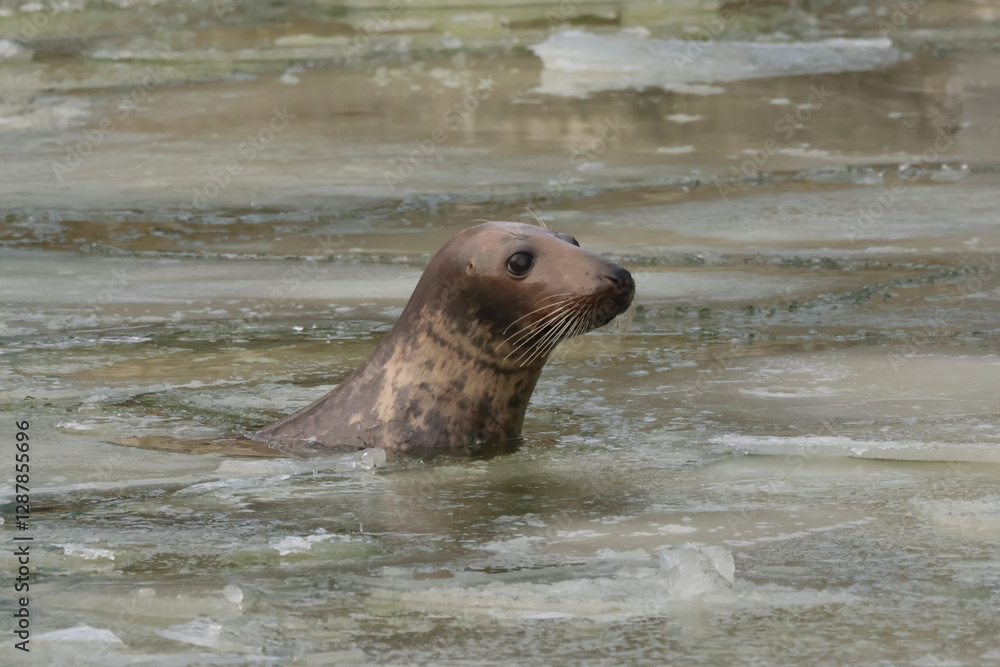 A seal in water with ice on the surface