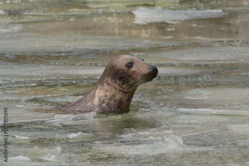 Obraz na płótnie A seal in water with ice on the surface w salonie