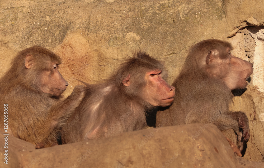 Three baboons