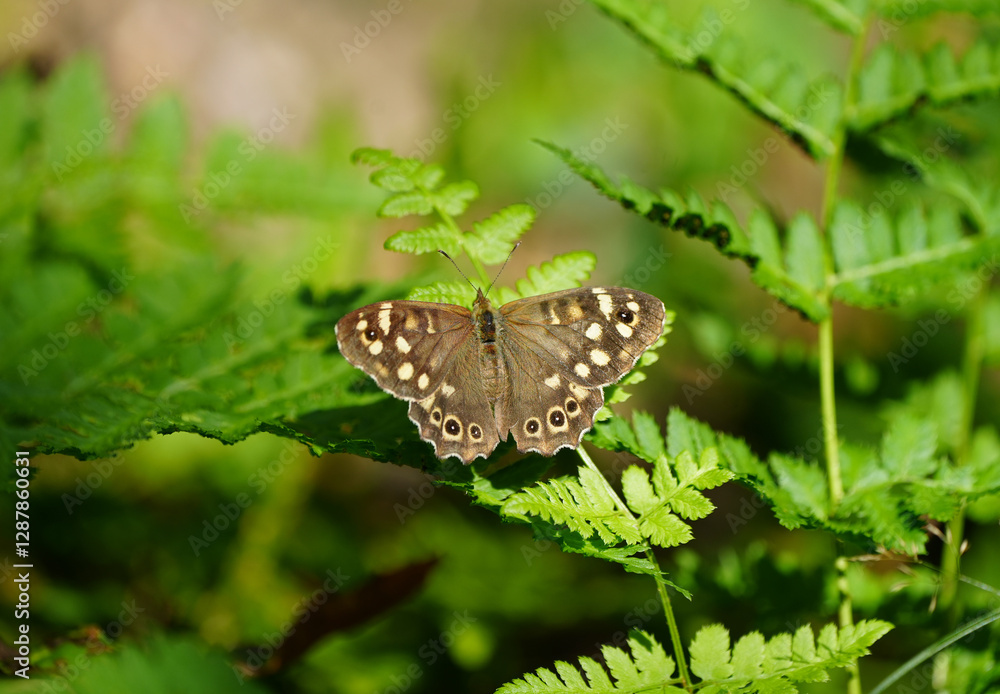 Speckled wood in nature. Close-up of brown butterfly. Insect in natural environment. Pararge aegeria.
Speckled wood in nature. Close-up of brown butterfly. Insect in natural environment. Pararge aegeria.