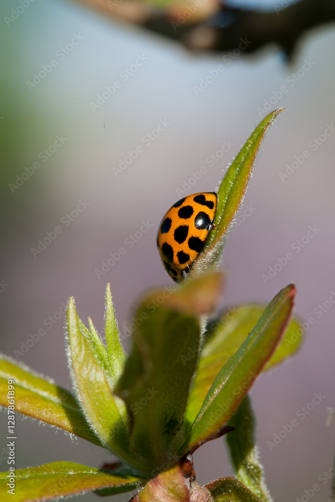 Ladybird on a leaf in the garden