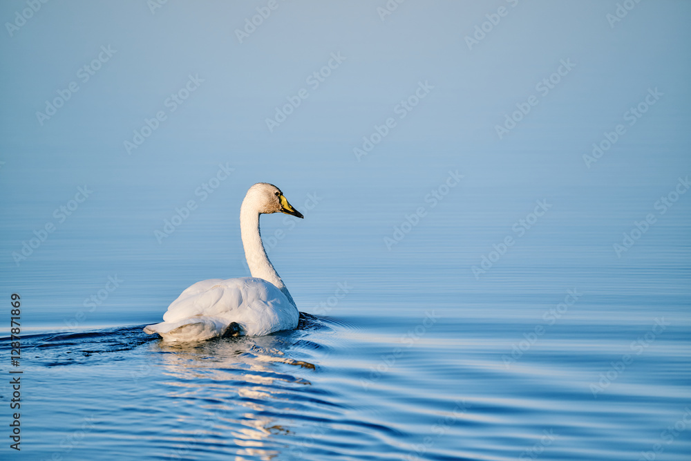 Whooper swan swimming on calm blue water Whooper swan swimming on calm blue water
