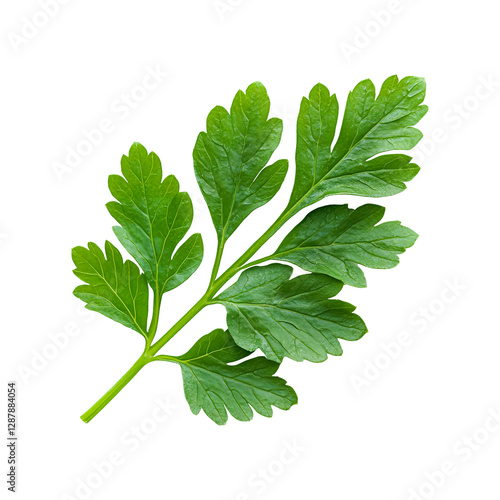Fresh chervil leaf isolated on transparent background