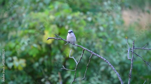 Loggerhead Shrike Birds on a branch in the evening