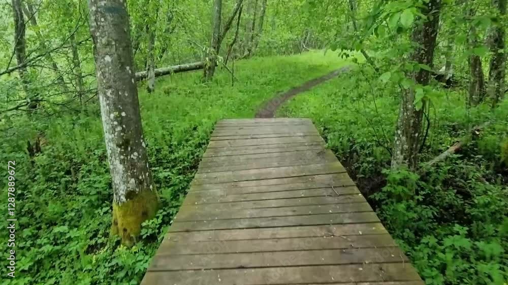 Wooden walkway bridge across an overgrown forest stream. Wooden walkway bridge across an overgrown forest stream.