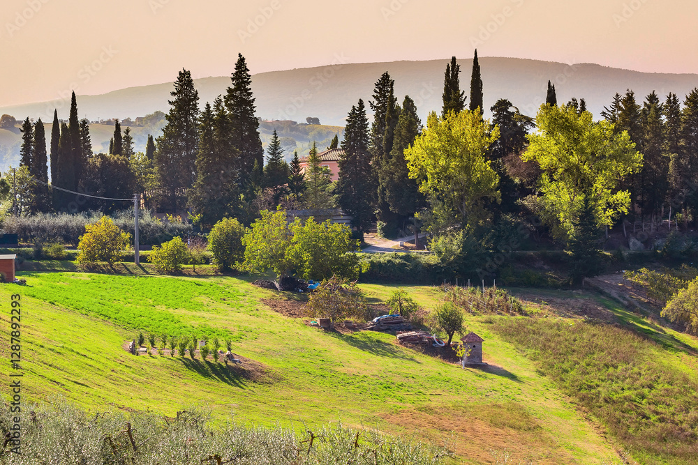 Naklejka premium tuscany landscape with vineyards, Italy