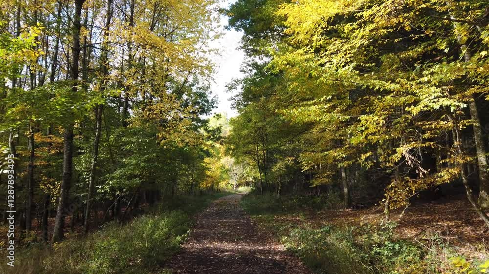 Walk on a forest path through an autumn forest Walk on a forest path through an autumn forest