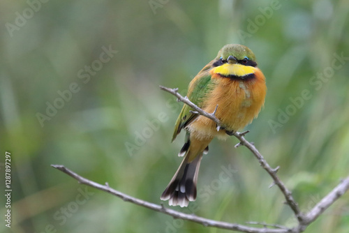 Zwergspint / Little bee-eater / Merops pusillus photo