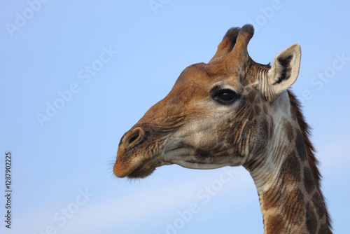Canvas Print Giraffe / Giraffe / Giraffa camelopardalis