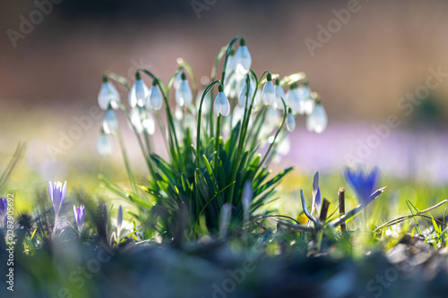 Schneeglöckchen im Sonnenlicht auf einer Krokus-Wiese mit Bokeh im Hintergrund