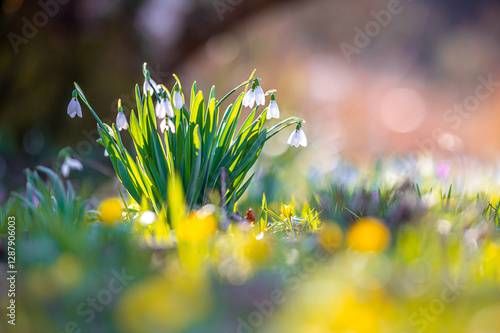 Schneeglöckchen im Sonnenlicht auf einer Krokus-Wiese mit Bokeh im Hintergrund