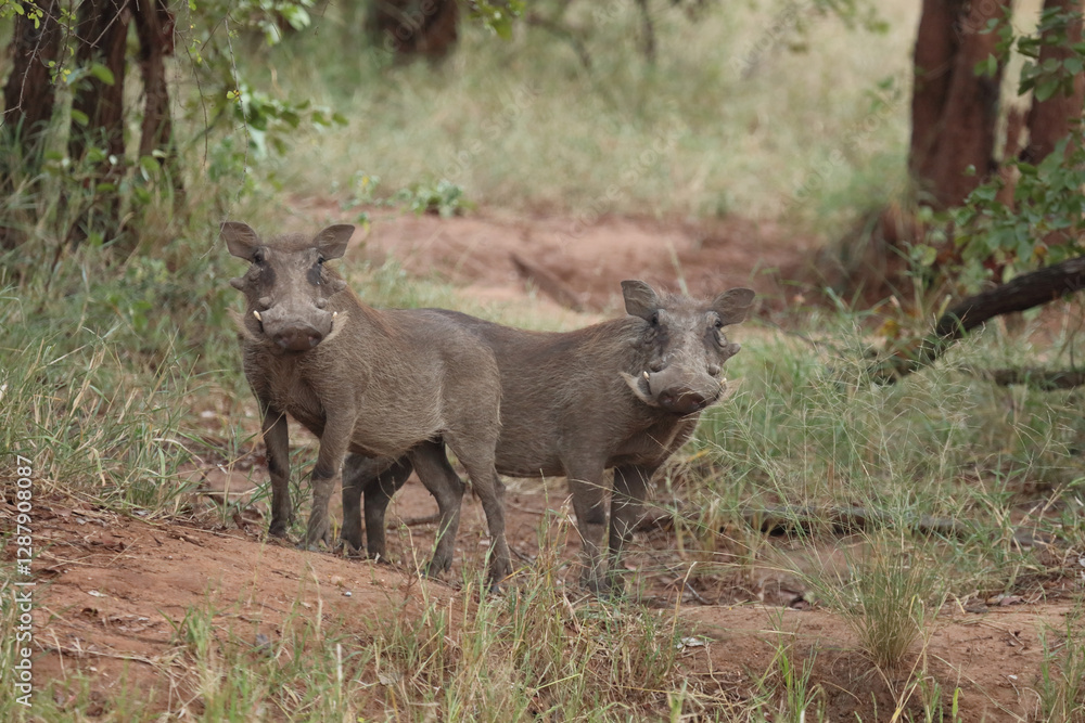 Warzenschwein / Warthog / Phacochoerus africanus Warzenschwein / Warthog / Phacochoerus africanus
