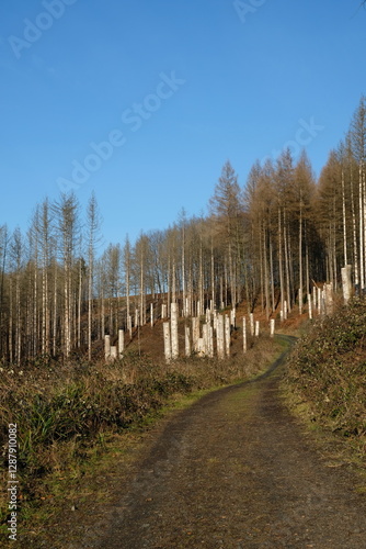 FU 2023-02-20 SiegHennef 258 Bäume sind durch eine Schutzhülle am Stamm abgedeckt photo