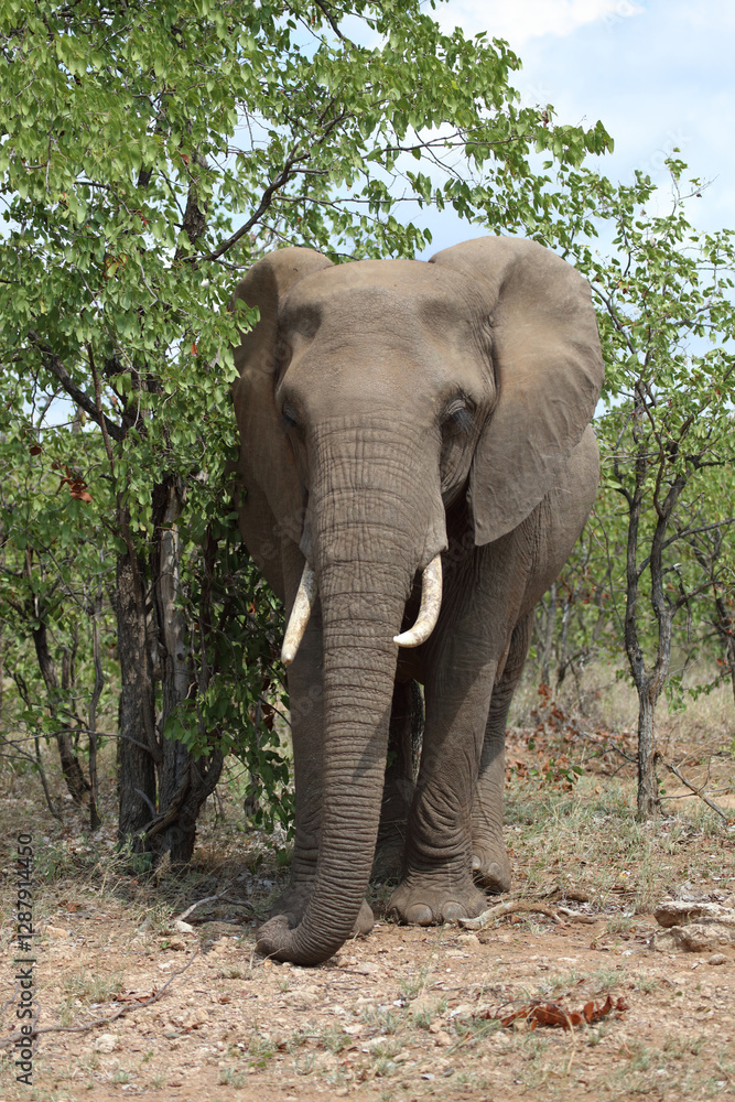 Fototapeta premium Afrikanischer Elefant / African elephant / Loxodonta africana