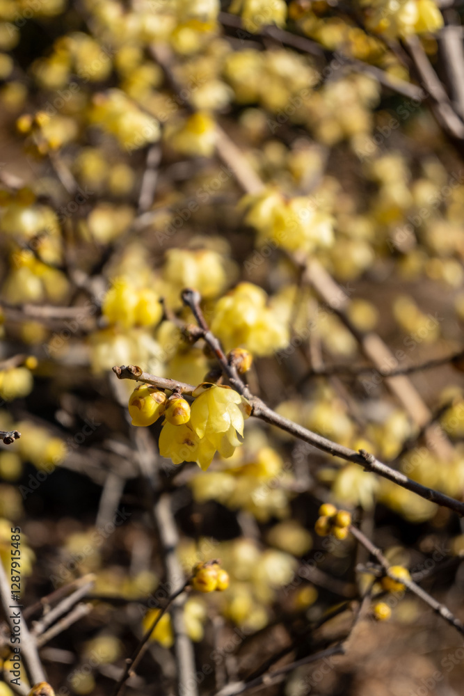 Yellow blossom, branches with blooming yellow flowers at daytime in spring in Tokyo city in Japan with space for text. Yellow blossom, branches with blooming yellow flowers at daytime in spring in Tokyo city in Japan with space for text.