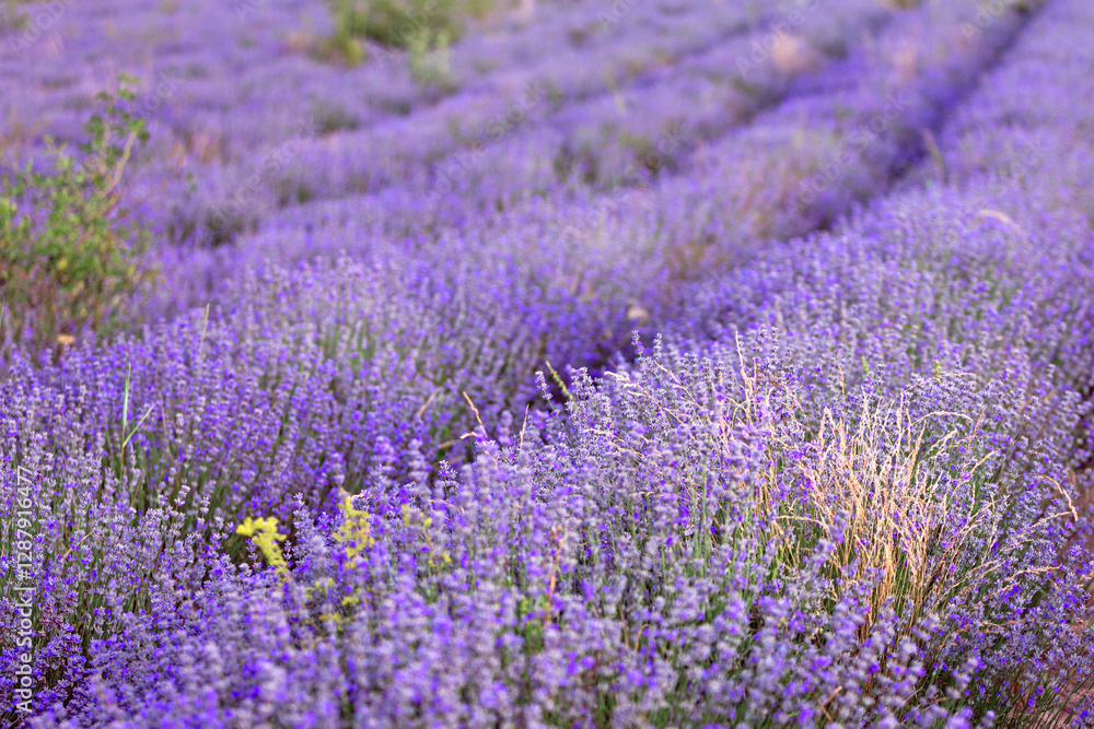 Obraz premium Sunset Lavender Field rows in the summer