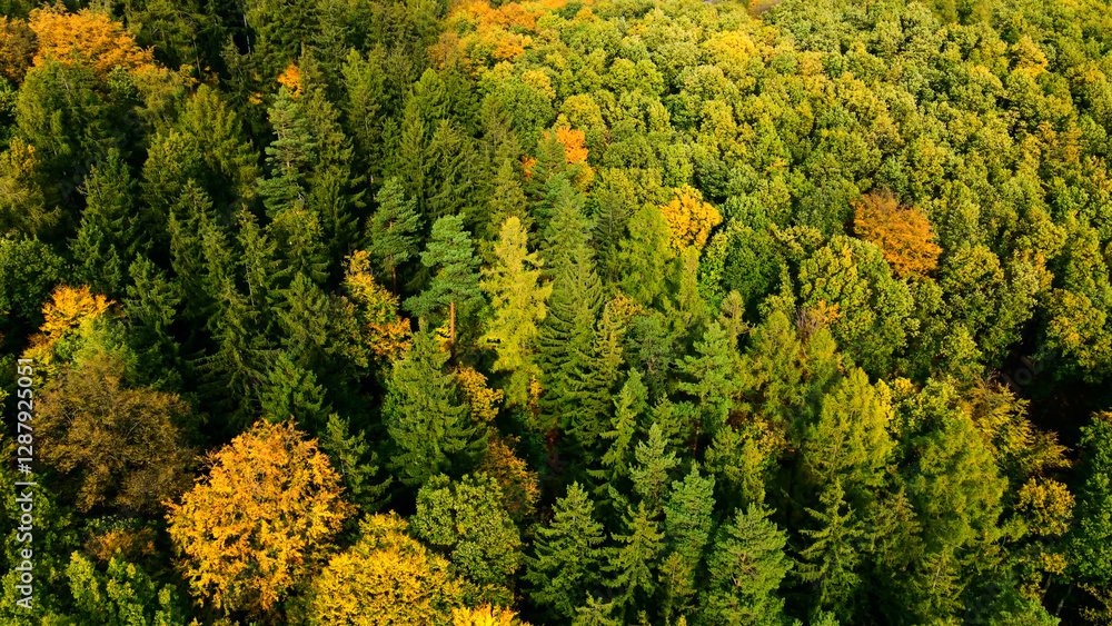 Autumn forest top view nature landscape Autumn forest top view nature landscape