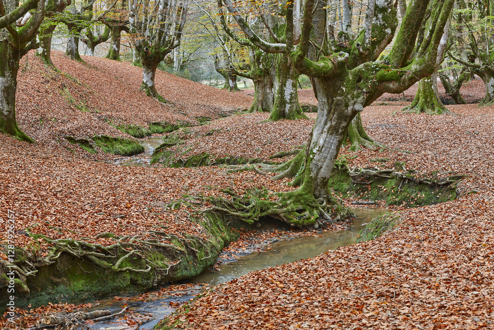 Beech forest in Vizcaya. Otzarreta, Gorbeia park. Autumn landscape. Spain