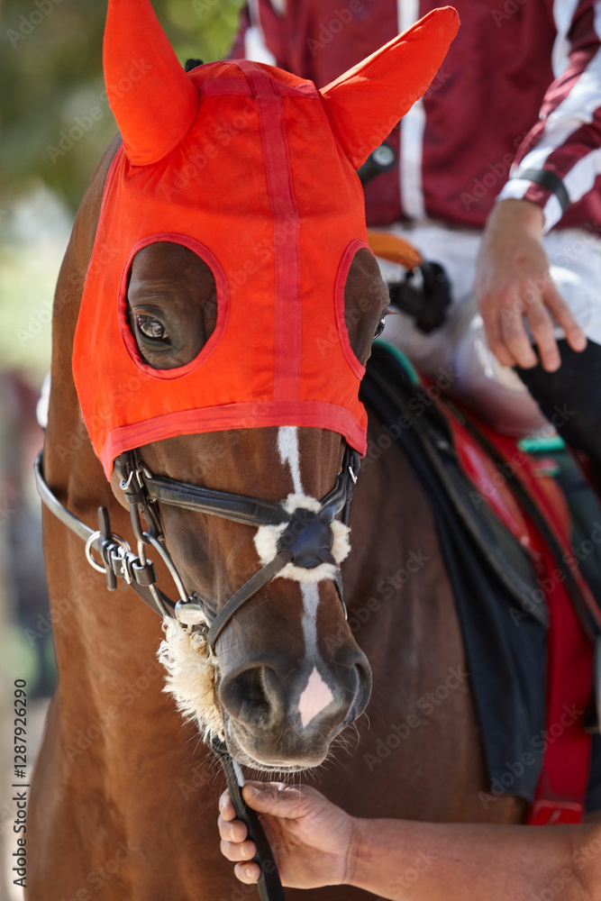 Race horse head detail. Purebred in the hippodrome. Turf