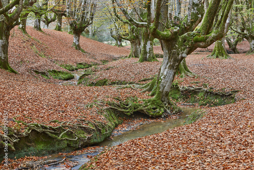 Obraz na płótnie Beech forest in Vizcaya. Otzarreta, Gorbeia park. Autumn landscape. Spain w salonie