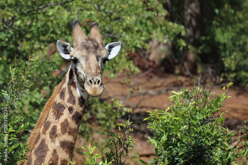 Photography Giraffe / Giraffe / Giraffa camelopardalis