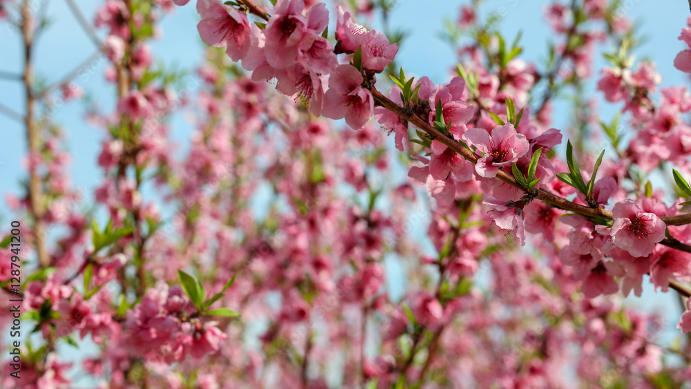 Delicate Almonds blossoms covering fruit tree branches, displaying soft pink petals against clear blue sky background during springtime flowering season Delicate Almonds blossoms covering fruit tree branches, displaying soft pink petals against clear blue sky background during springtime flowering season