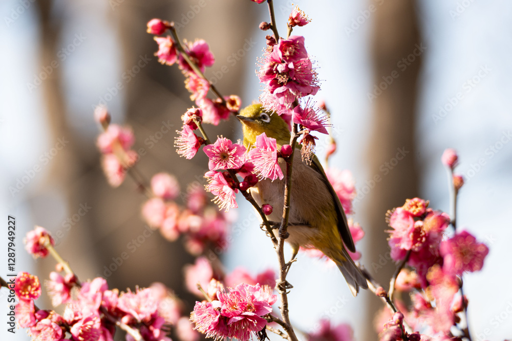 Plum blossom in spring, Japanese White-Eye bird between fruit tree branches with pink plum blossoms during springtime at daytime in a Japanese garden in Tokyo city in Japan with copy space. Plum blossom in spring, Japanese White-Eye bird between fruit tree branches with pink plum blossoms during springtime at daytime in a Japanese garden in Tokyo city in Japan with copy space.