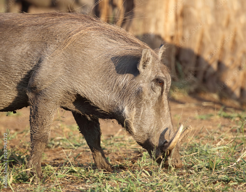 Warzenschwein / Warthog / Phacochoerus africanus.. Warzenschwein / Warthog / Phacochoerus africanus..