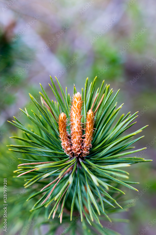 Brightly green prickly branche of fur-tree or pine Brightly green prickly branche of fur-tree or pine