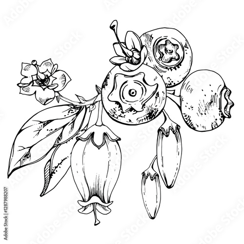 Blueberry blackberry with line white bell flowers, ripe forest berry cluster bunch, hand drawn in ink vector. Buttonhole isolated botanical illustration. Restaurant, dessert cafe menu, farmers market