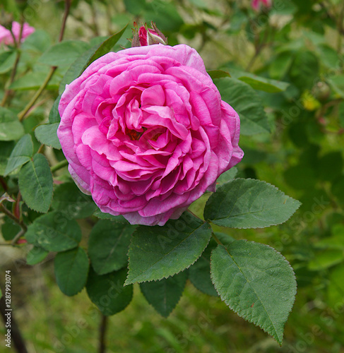 Pink damask rose flower