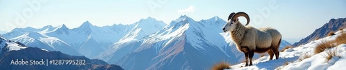 Snowy peaks with majestic spiral horns of a Wild Altai mountain sheep, horns, nature, mountain photo