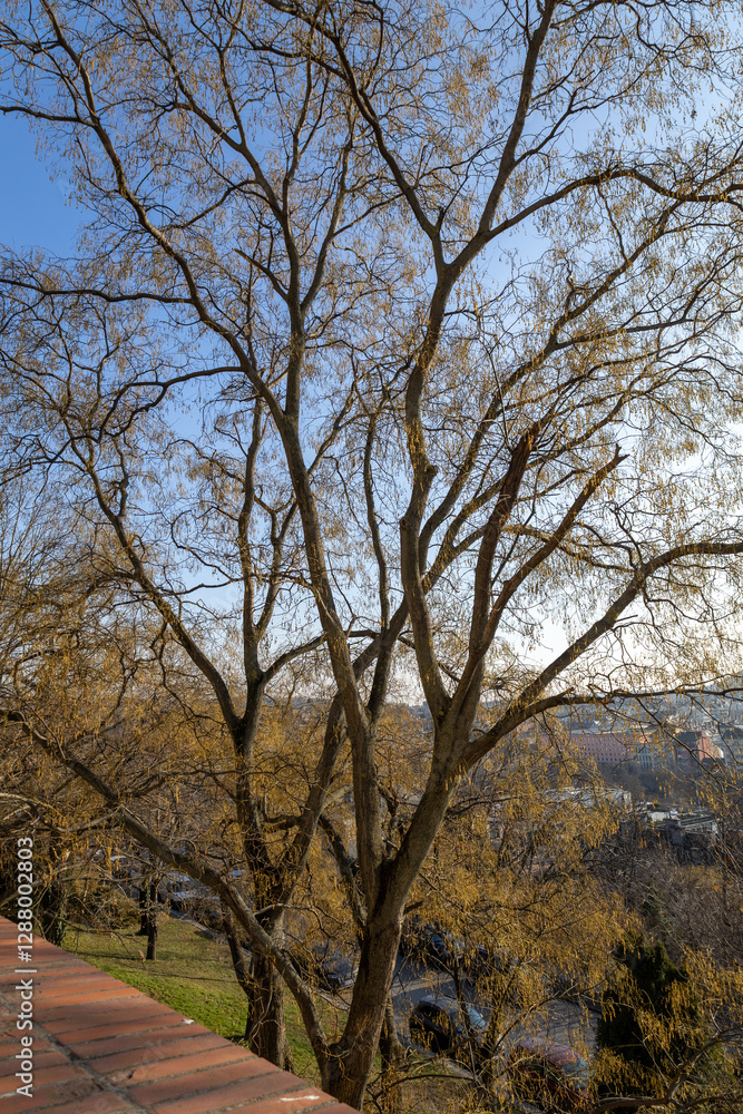 Dried seed pods hanging from an entire tree in winter. Dried seed pods hanging from an entire tree in winter.