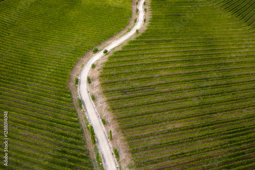 Italy, Friuli Venezia Giulia, Brazzano, Aerial view of winding country road across vast green vineyard photo