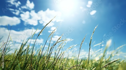 Bright Sunny Day in a Green Grass Field