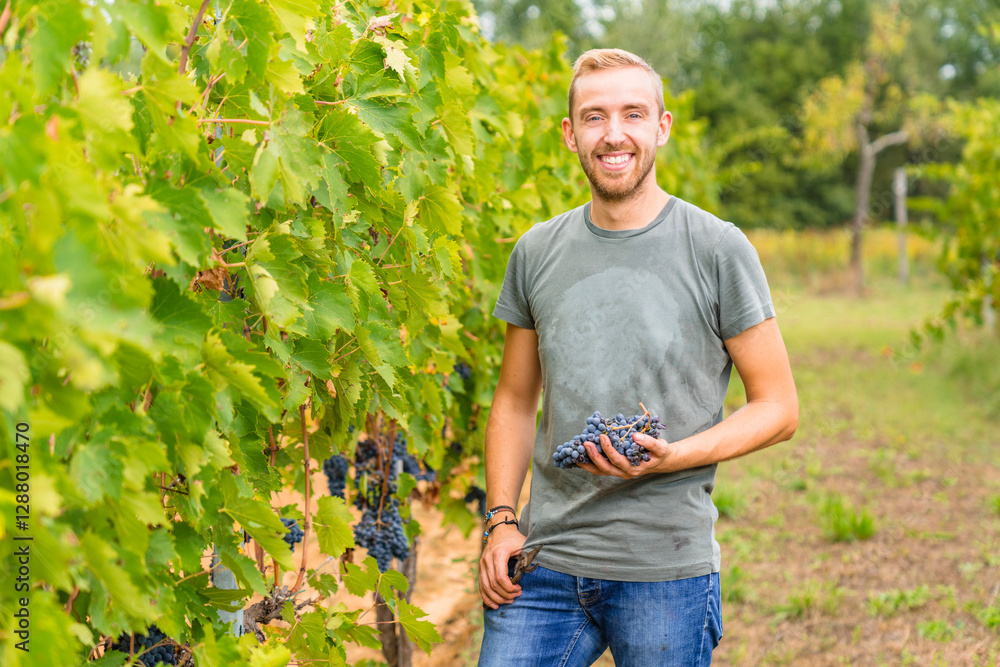 Portrait of smiling young man harvesting grapes in vineyard Portrait of smiling young man harvesting grapes in vineyard