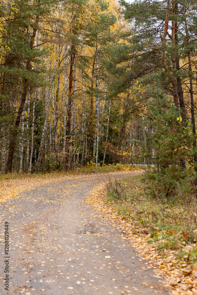 Obraz premium a narrow road in the forest covered with fallen autumn leaves