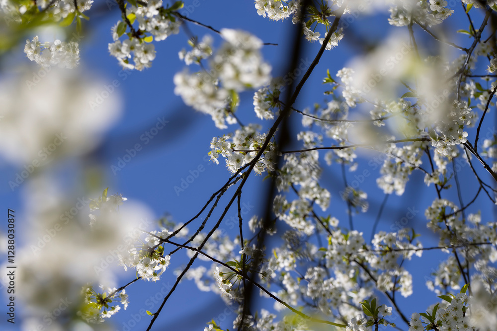 sunny weather in an orchard with cherries