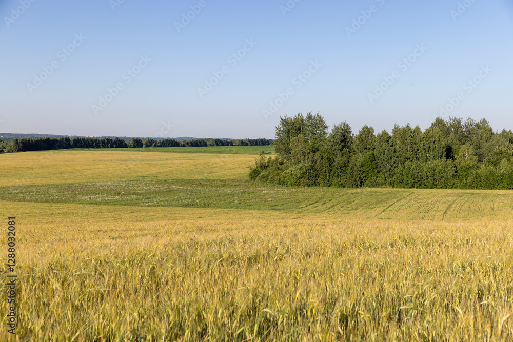 Obraz premium an agricultural field with a large harvest of unripe wheat at sunset
