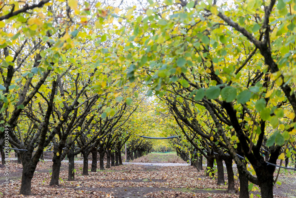 Naklejka premium spring, walk in a hazelnut avenue with green leaves