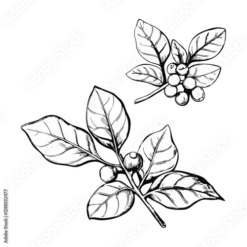 Ashwagandha sketch drawing. Ayurvedic healing plant. Hand drawn vector illustration in sketch style.